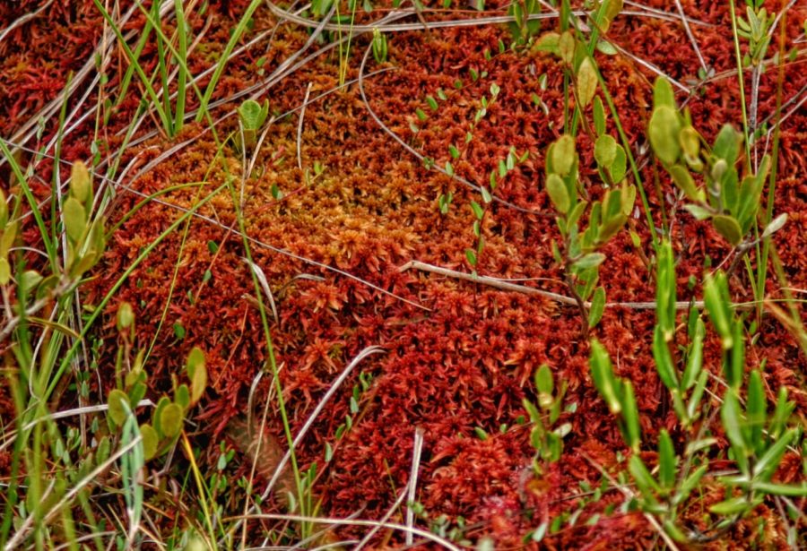 Soft, red moss with green plant life sprouting up in and around it