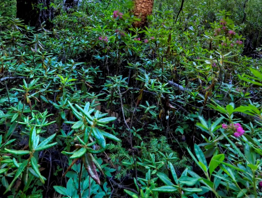 Fairly thick patch of Labrador Tea, some with bright pink blossoms