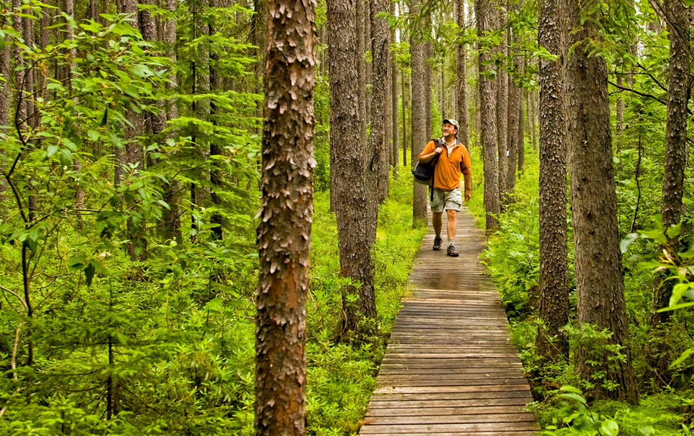 Guy with a yellow shirt and shorts walking on a boardwalk through a forest with tall conifers and lush green understory