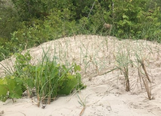 A sand dune with Marram Grasses and other vegetation