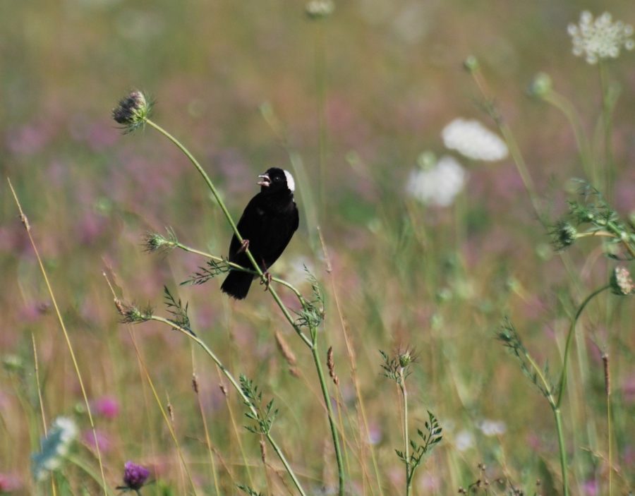 Black song bird with white back of head, perched on a Queen Anne's Lace stem. Clover and daisy's bloom out of focus in the background. 