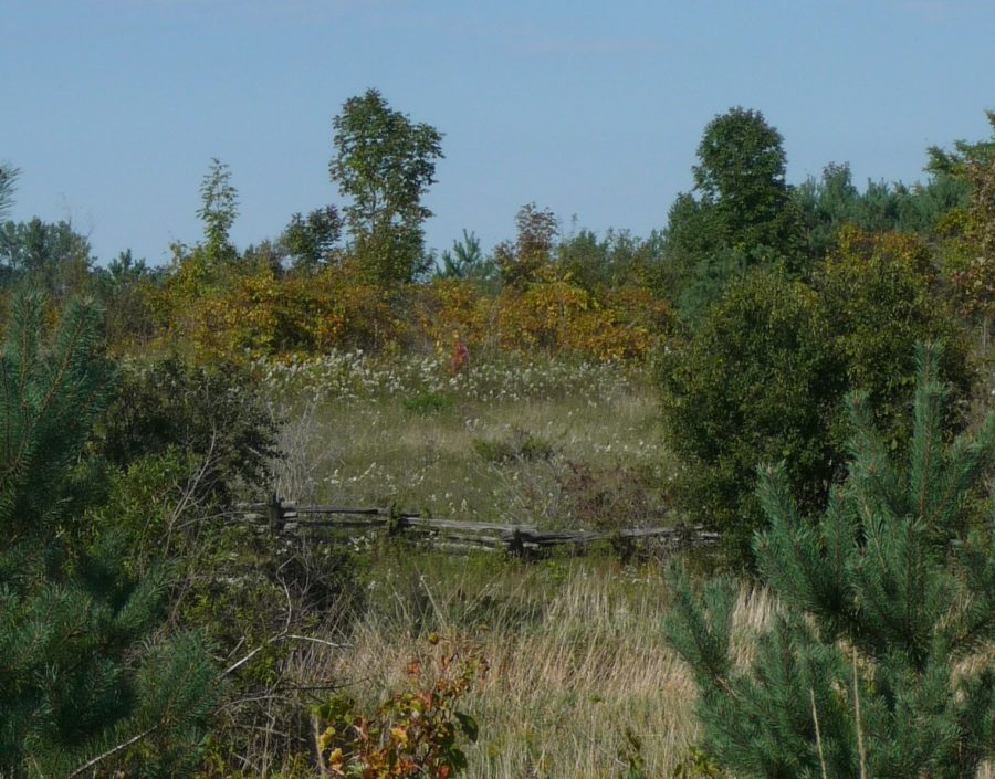 Meadow with farm fencing, some trees and spotted with Queen Anne's Lace on a summer day. 