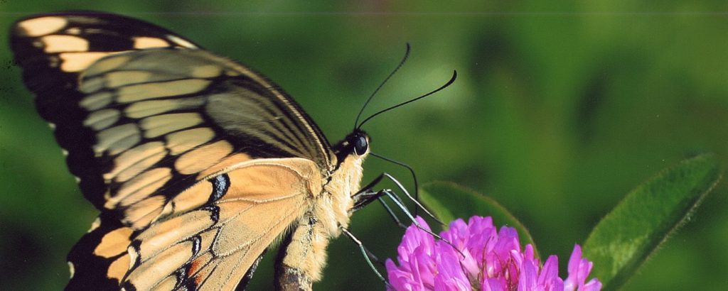 A butterfly alighting on a clover flower