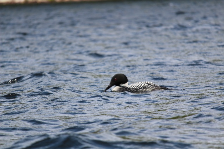 loon in lake