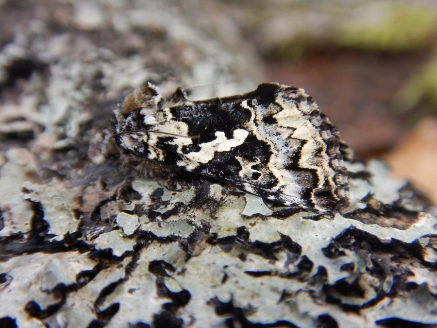 Black and beige speckled moth on lichen 