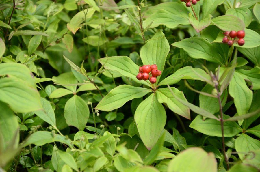 Green foliage with a bunch of red berries