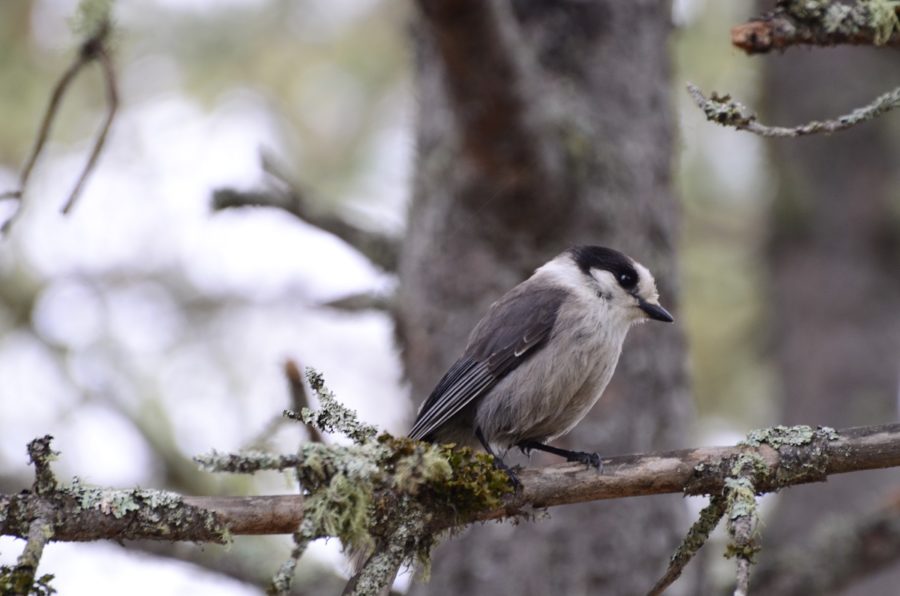 Black and white songbird perched on a branch