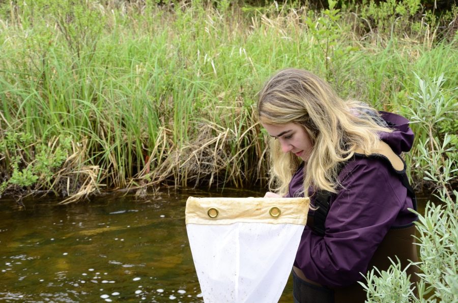 Girl in purple in a stream with a net