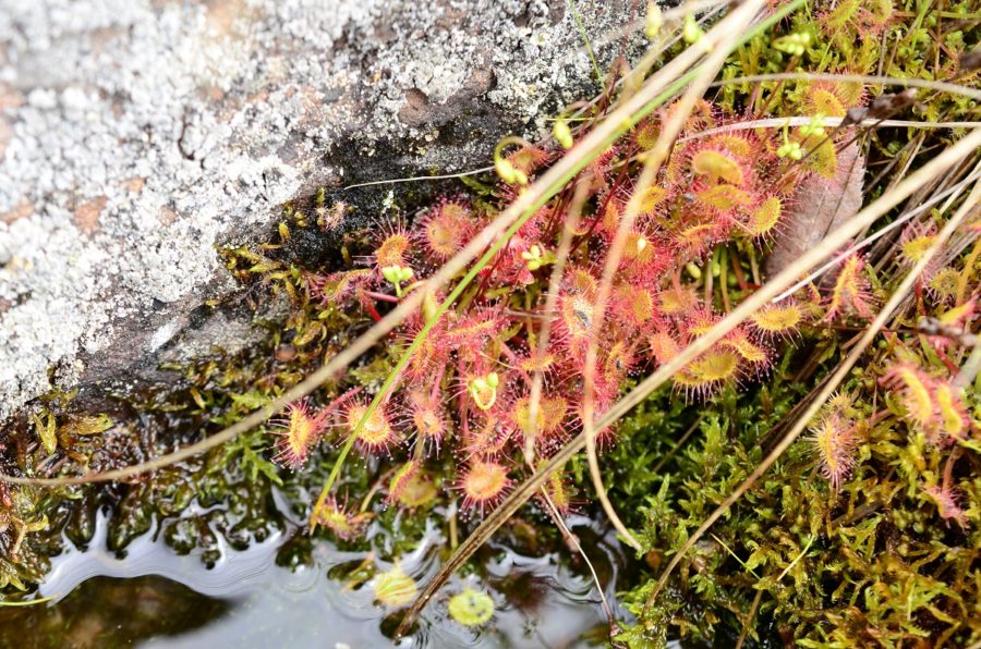 Bunch of fly trap plants on moss beside a rock