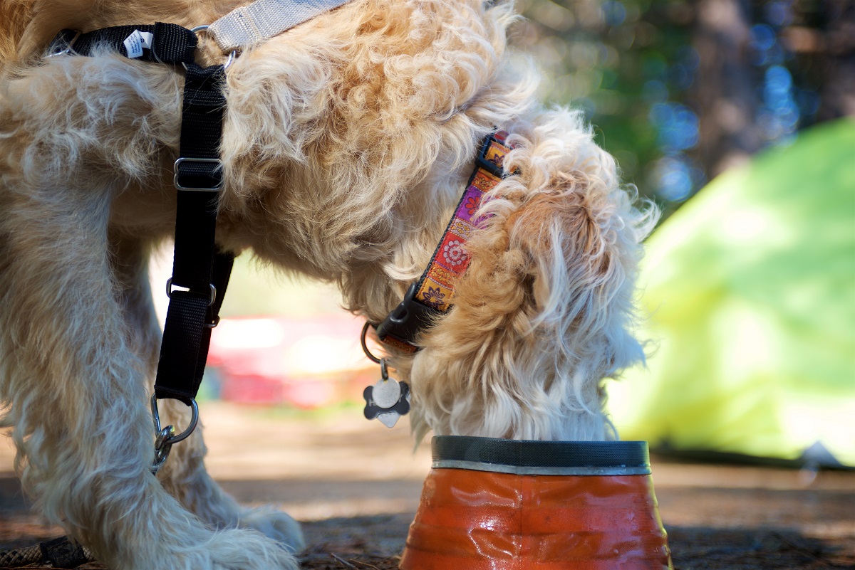 Dog drinking on campsite tent in background 