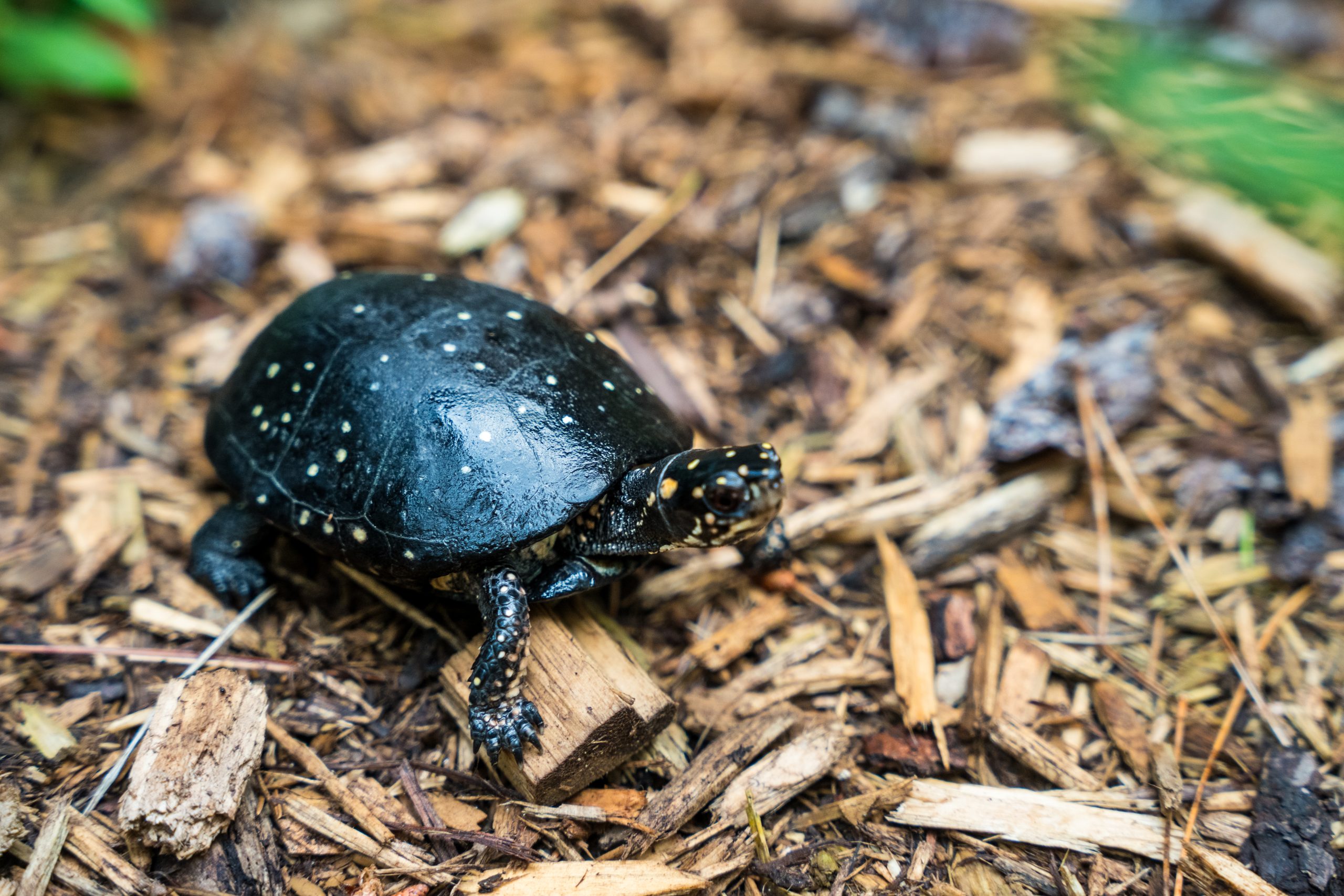 A Spotted Turtle