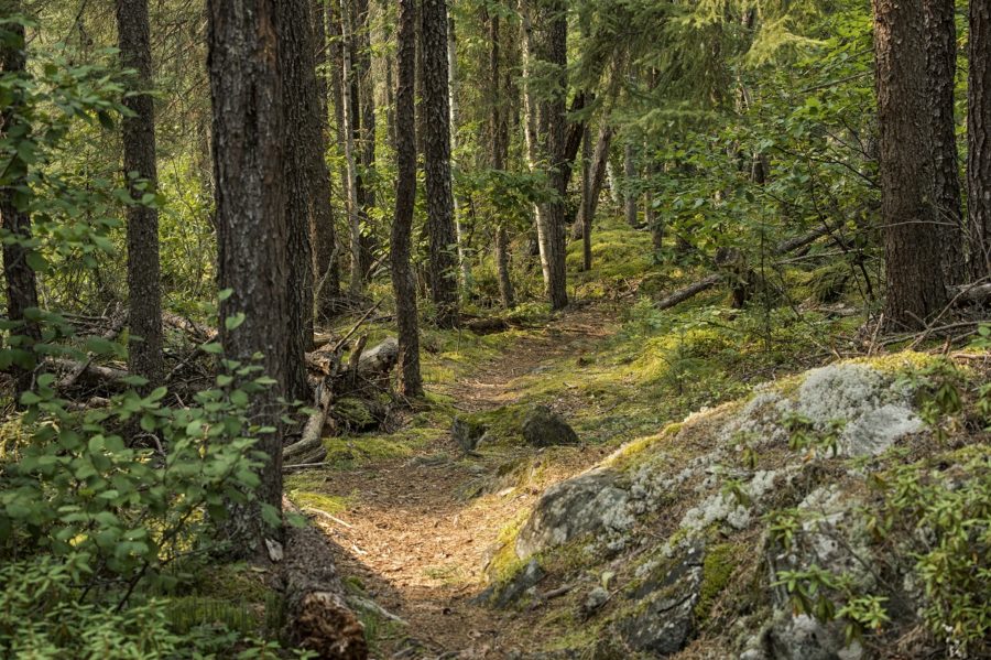 Backcountry forest path