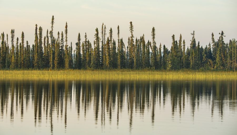 Wabakimi shoreline with conifers