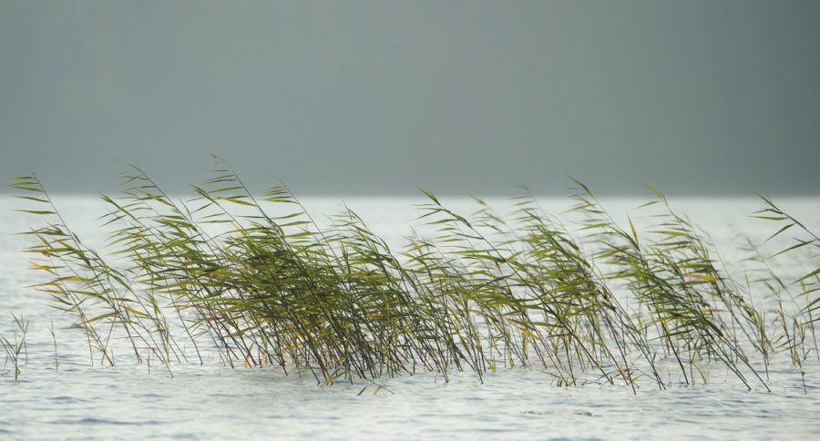 water with grasses