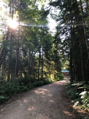 Wooded road with light shining through the trees