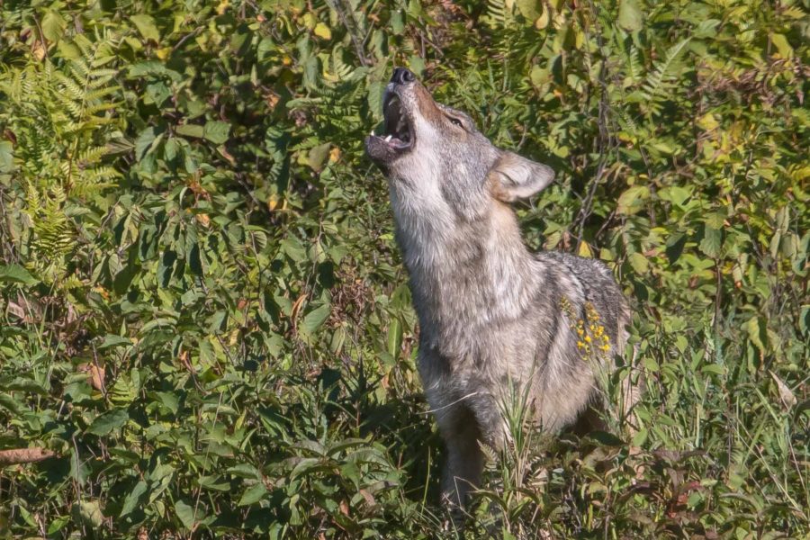 wolf howling