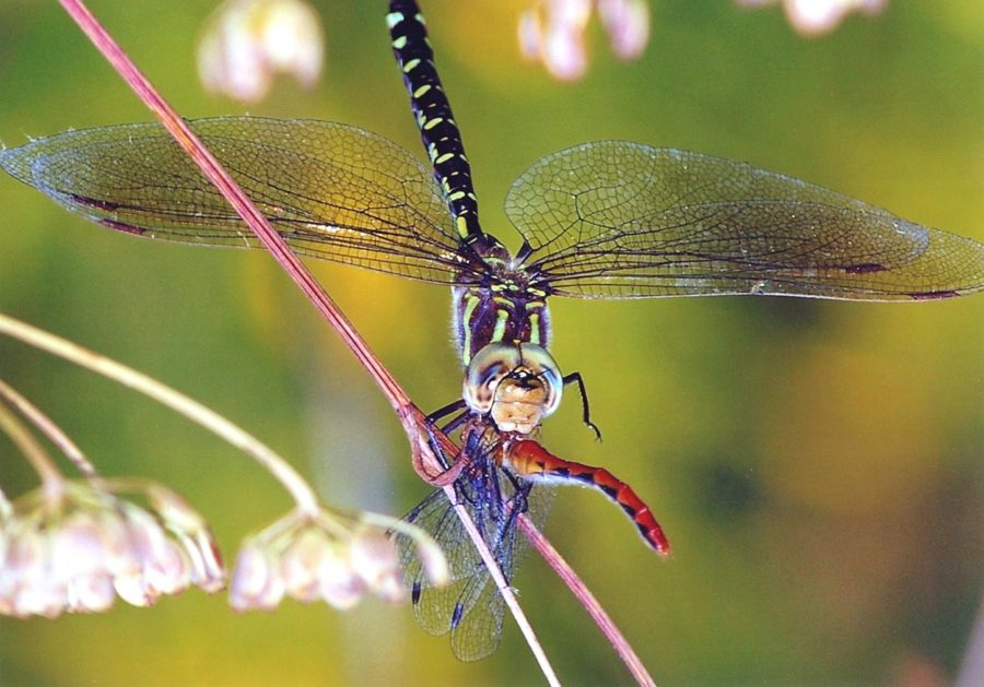 Colourful dragonfly eating another dragonfly