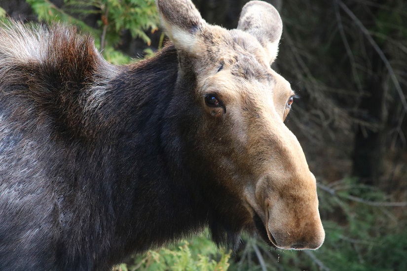 Adult cow moose close up