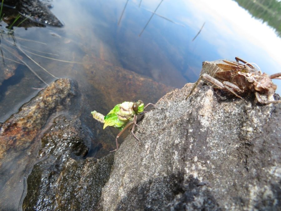 Green bug crawling up a rock on the edge of a lake