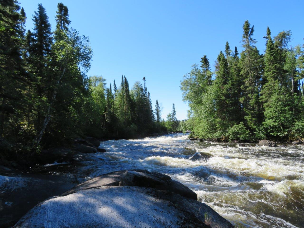 Rushing River with conifers on the banks, under a blue sky