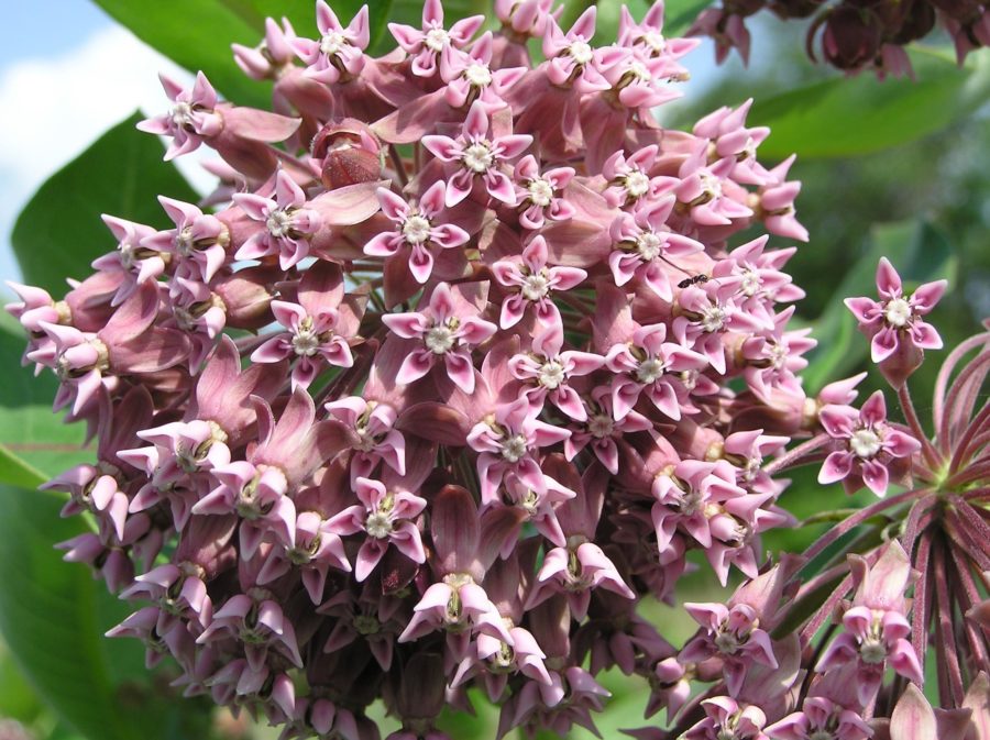 Up close photo of milkweed flower