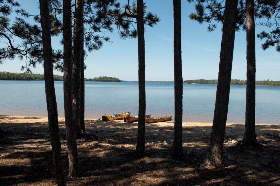 View of a beach on a sunny day from the shadow of tall conifers