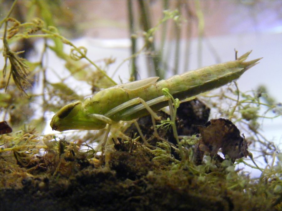 Green dragonfly without extended wings, on a shore