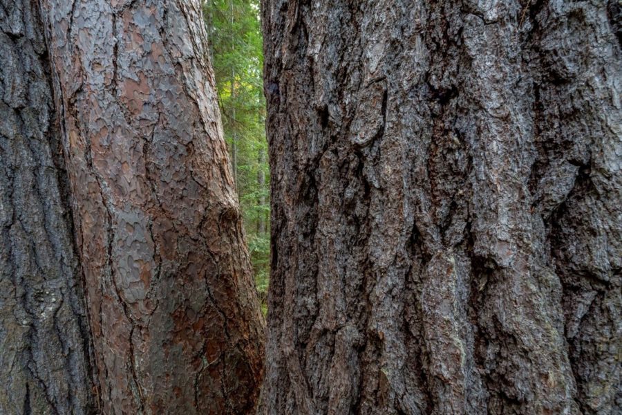 Close up shot of white pine bark