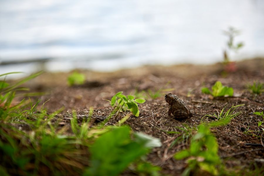 Frog on the shoreline of Murphys Point