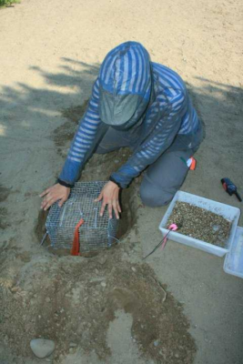 volunteer places protective cage over turtle nest