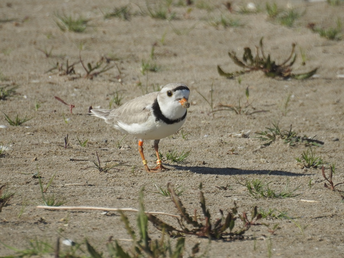 Piping Plover male with sand on his beak, 