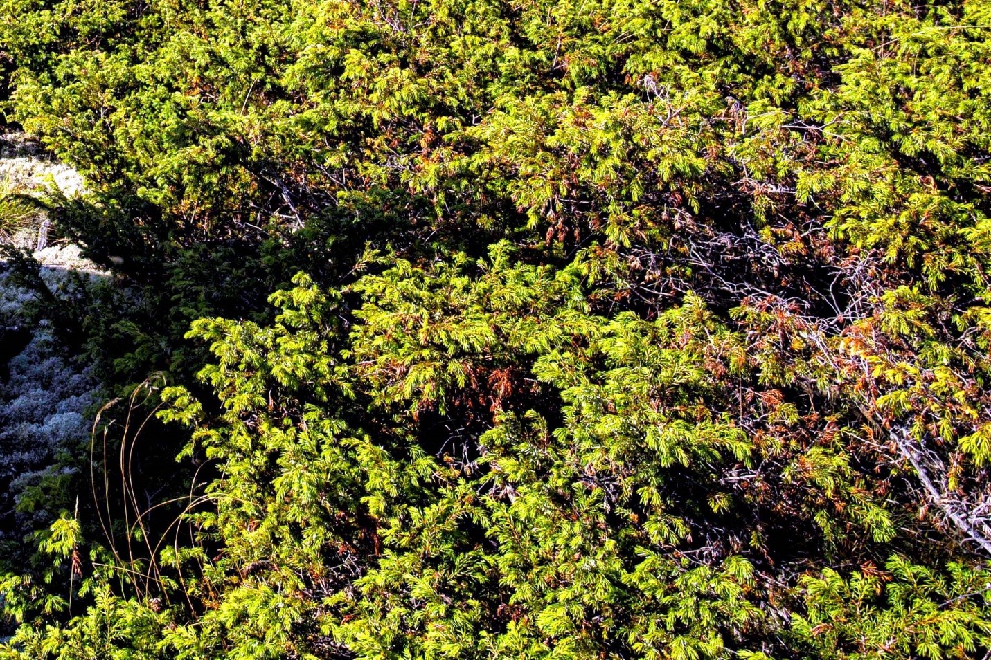 Green, prickly foliage