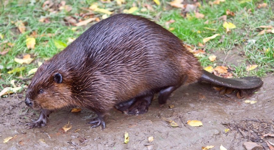 Beaver