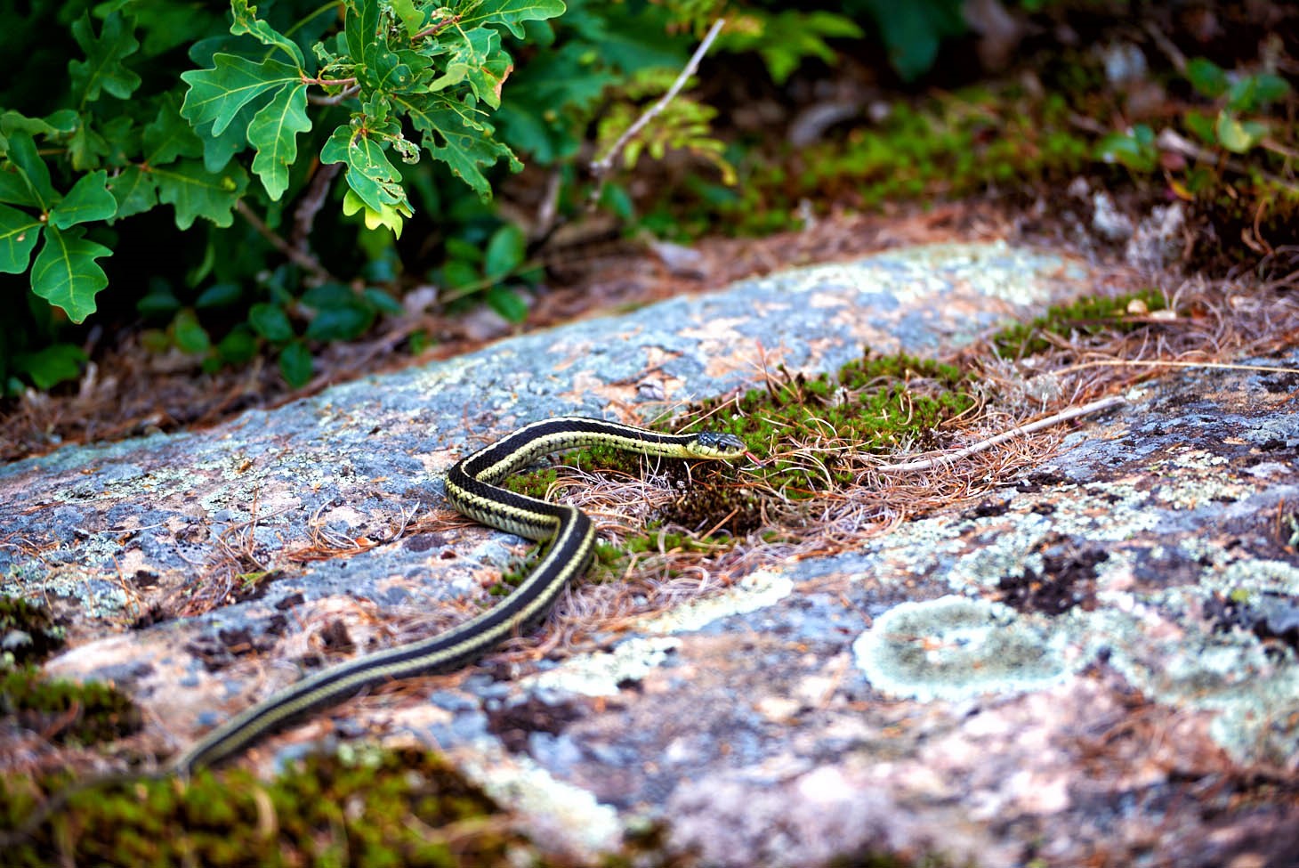 Garter snake crosses over a rock with foliage in the background