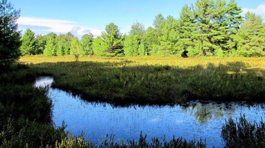 Shadow over a wetland on a sunny day in the forest