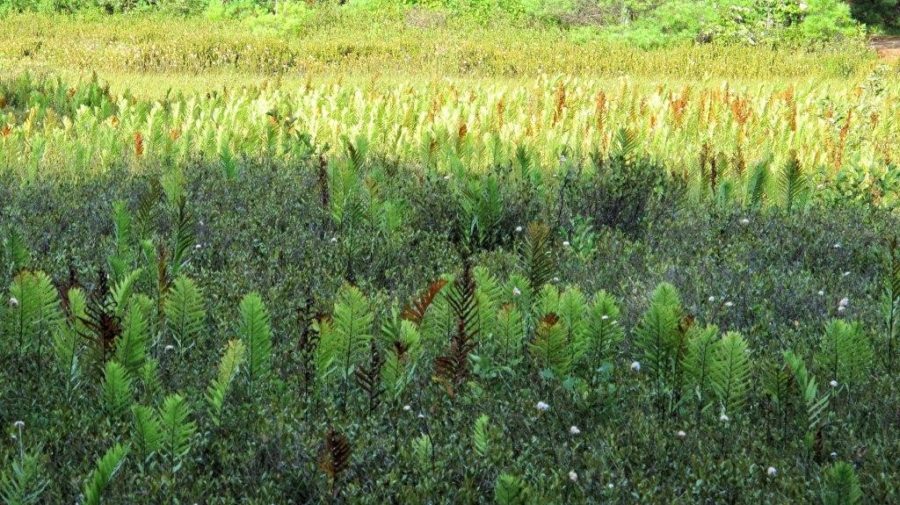 Wetland plants