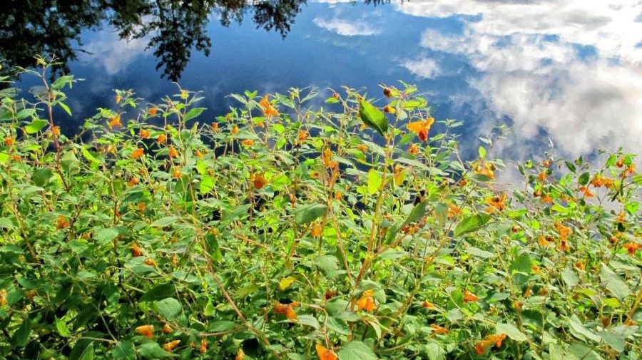 Flora with small orange flowers lining a water's edge