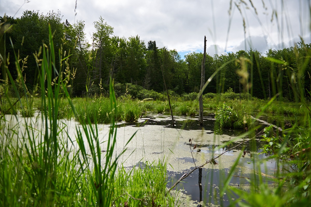 Pond with grasses