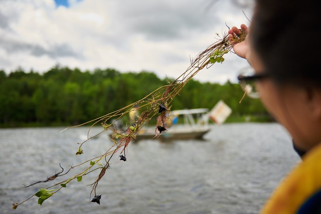staff removing invasive water chestnut