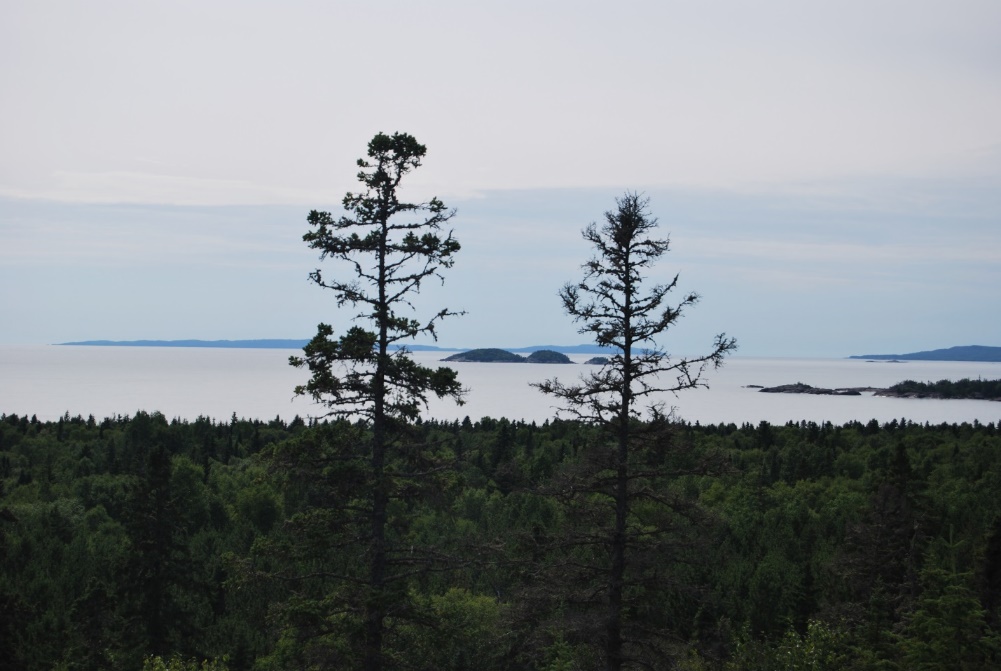 Two conifer trees with blue and pink sky in the background