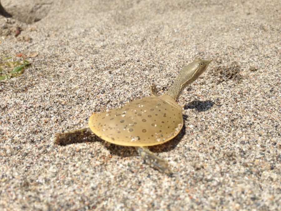 Very small turtle on pavement