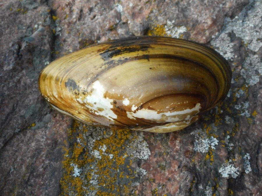 Brown mollusk on a rock with granite