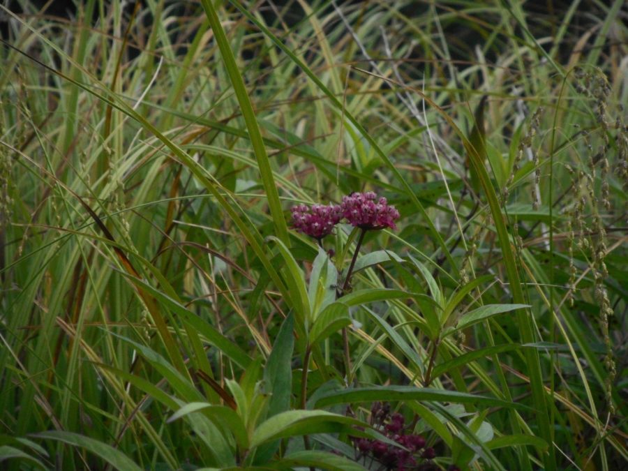 Pink flower blossuming in amongst grasses and sedges