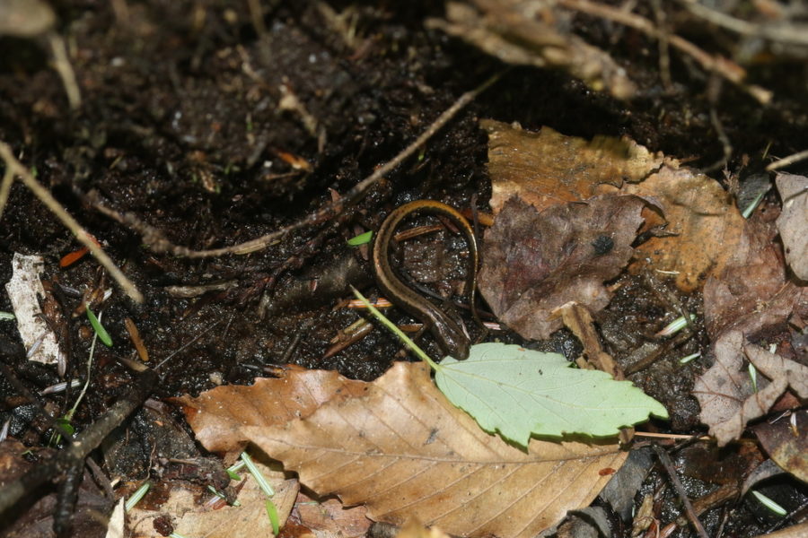 Salamander in the grass