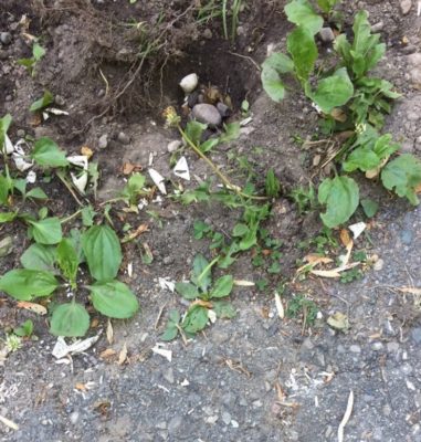 shallow pit dug on the side of a roadway