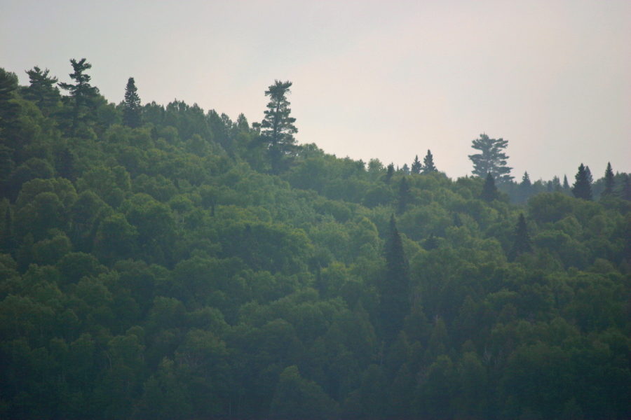 Forest with White Pine super canopy