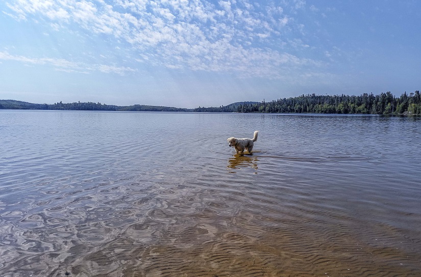 Dog swimming in lake. 