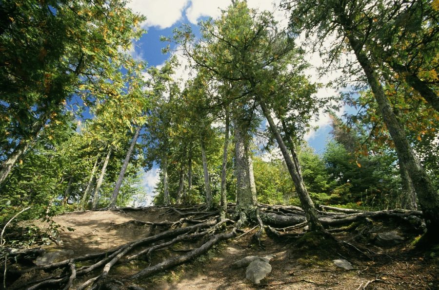 View of the forest looking up from the forest floor