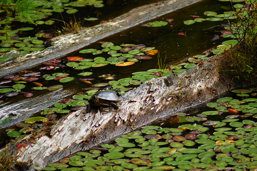 Painted turtle on a log