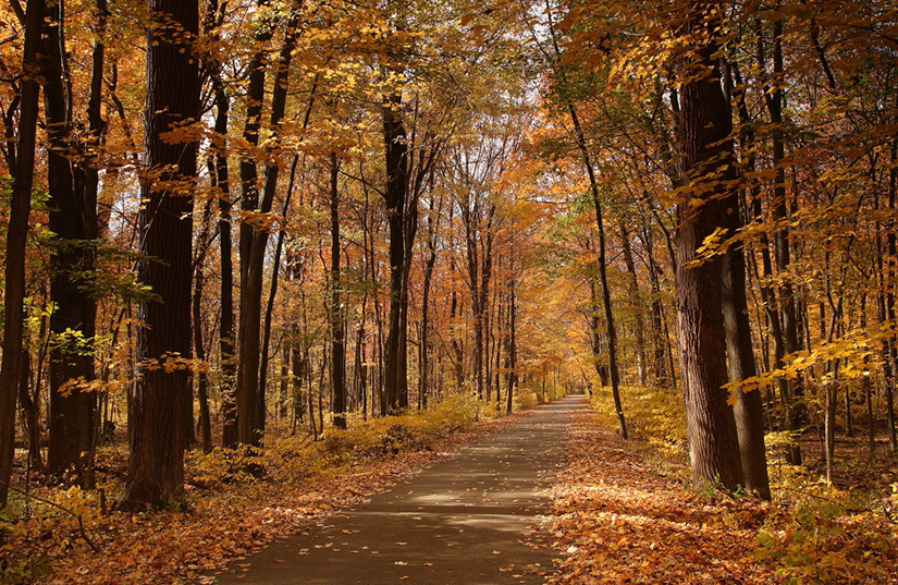 Paved road in fall with leaves on the ground